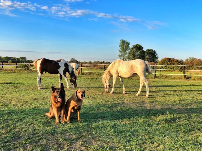 dogs-and-horses-2022-11-03-22-22-47-utc