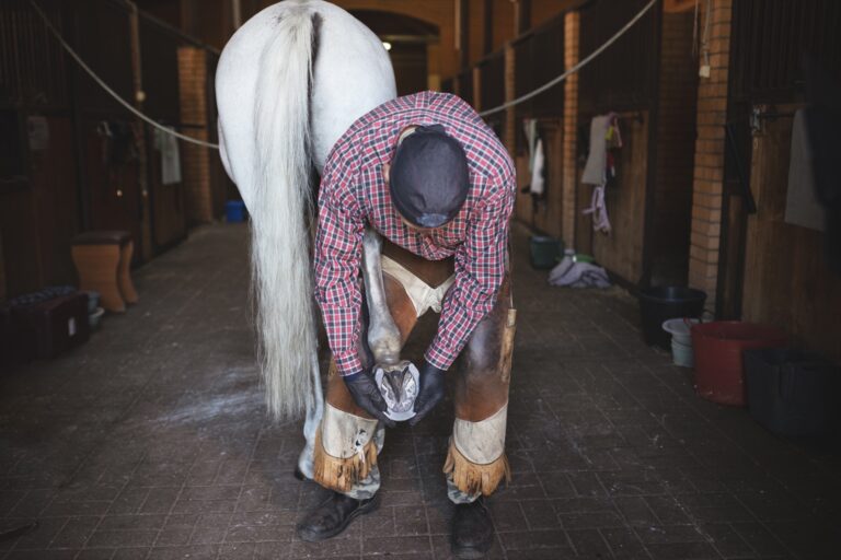 Busy European blacksmith shoves back hoof of white horse