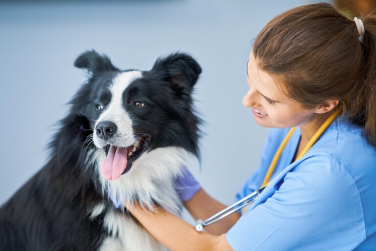 Female vet examining a dog in clinic