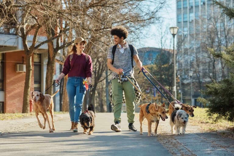 Happy dog walkers talking while walking pack of dogs in the park. Happy dog walkers talking while walking pack of dogs in the park.